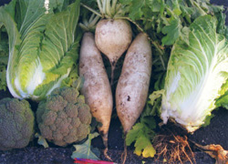 家庭菜園で収穫された無農薬野菜